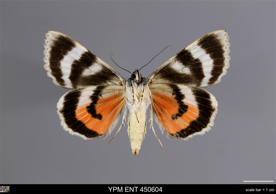 Yale Peabody Museum, Entomology Division
Catalog #: YPM ENT 450604
Taxon: Catocala adultera Menetries (ventral)
Family: Erebidae
Taxon Remarks: Animals and Plants: Invertebrates - Insects
Collector: I