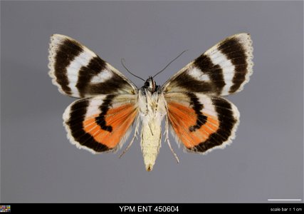 Yale Peabody Museum, Entomology Division Catalog #: YPM ENT 450604 Taxon: Catocala adultera Menetries (ventral) Family: Erebidae Taxon Remarks: Animals and Plants: Invertebrates - Insects Collector: I photo