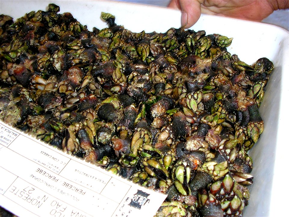 Percebes de una lonja de A Coruña (España). Fotografía libre tomada por Sheila Pastor de Andrés.