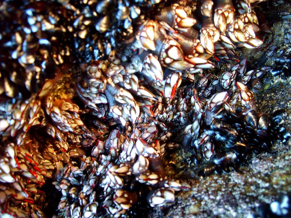 Percebes nunha fenda dunha rocha da praia de Fonforrón (Porto do Son).