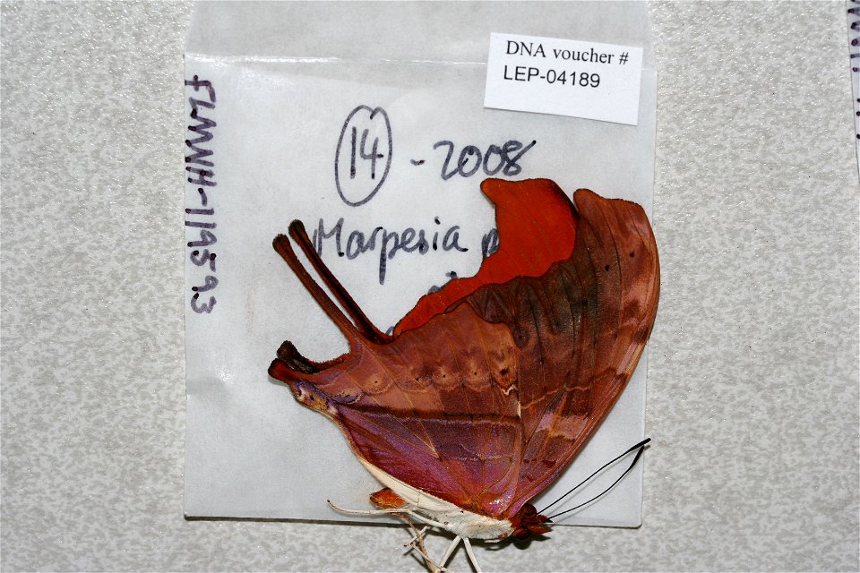 ECUADOR.  Loja, Reserva Jorupe, W MacarÃ¡, western slope,    <a href="http://nymphalidae.utu.fi/story.php?code=LEP-04189" rel="nofollow">see in our database</a>