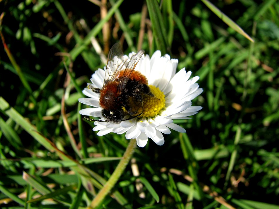 A female Andrena fulva imago on common daisy.