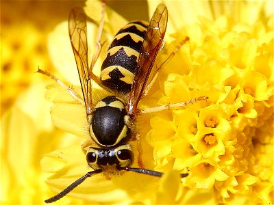 Image title: Wasps hornets insect Image from Public domain images website, http://www.public-domain-image.com/full-image/fauna-animals-public-domain-images-pictures/insects-and-bugs-public-domain-imag photo
