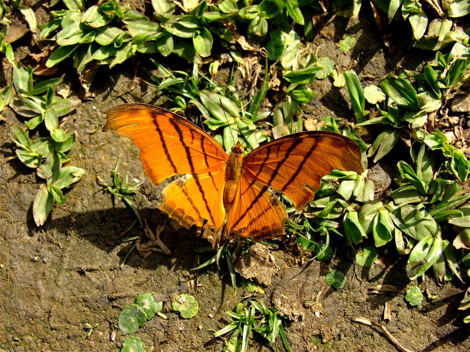 Marpesia petreus (Nymphalidae, Biblidinae), Curitiba, Brasil.