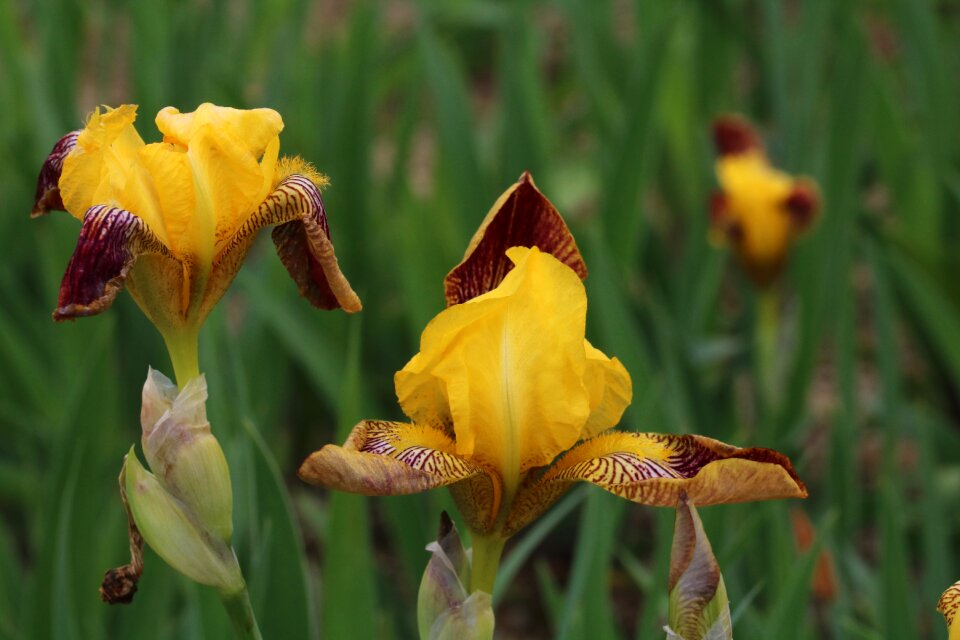 Yellow nature one flower