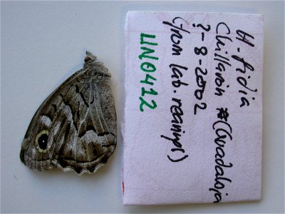 SPAIN.    UN0412,  <a href="http://nymphalidae.utu.fi/story.php?code=JL8-14" rel="nofollow">nymphalidae.utu.fi/story.php?code=JL8-14</a>