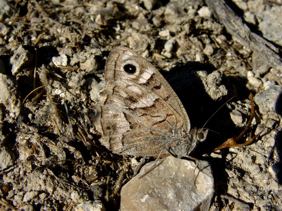 Pseudotergumia fidia (Nymphalidae / Satyrinae). Rivas Vaciamadrid, Madrid, España.
