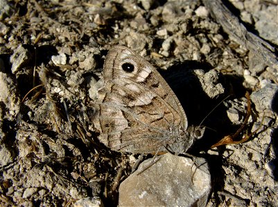 Pseudotergumia fidia (Nymphalidae / Satyrinae). Rivas Vaciamadrid, Madrid, España. photo