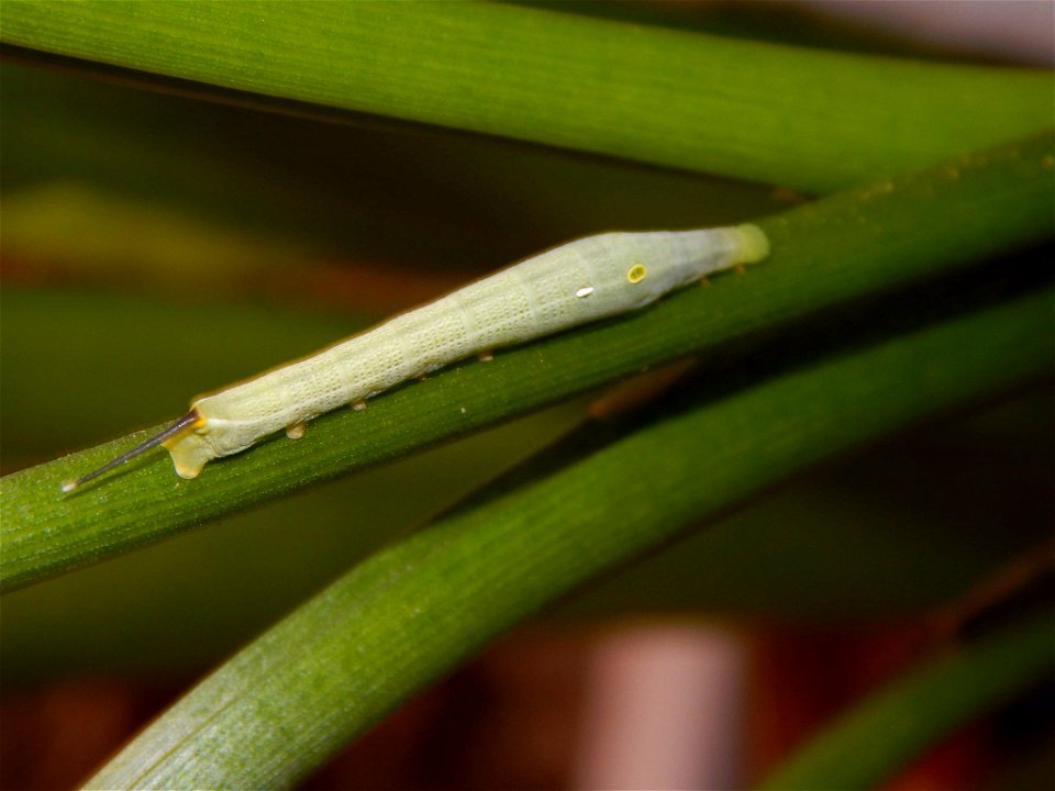 Common Striped Hawkmoth (Hippotion eson), caterpillar
