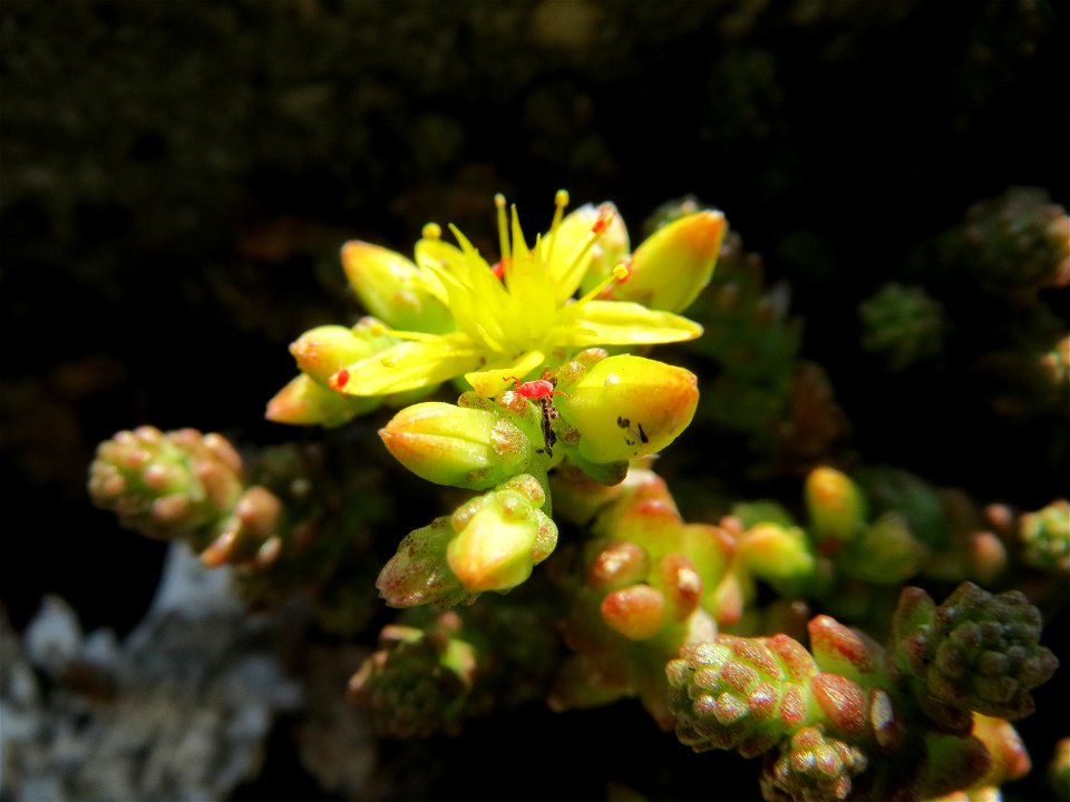 Rote Samtmilbe (Trombidium holosericeum) am Scharfen Mauerpfeffer (Sedum acre) in Hockenheim-Talhaus