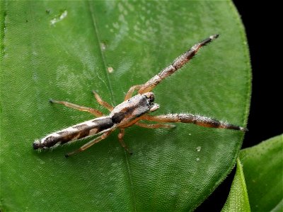 Adult male Marpissa pikei jumping spider in Florida