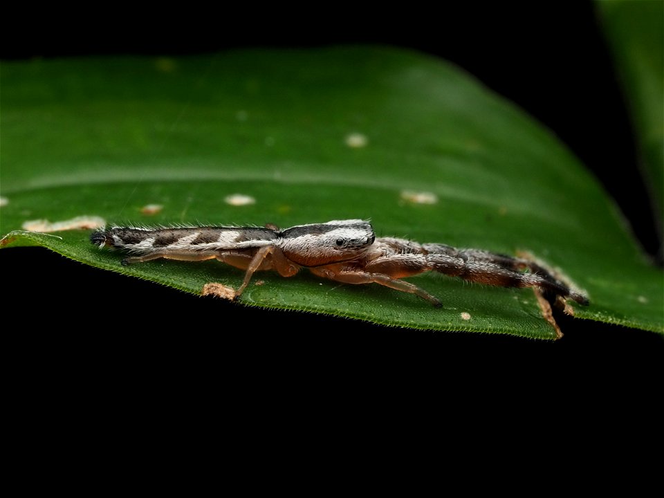 Adult male Marpissa pikei jumping spider in Florida