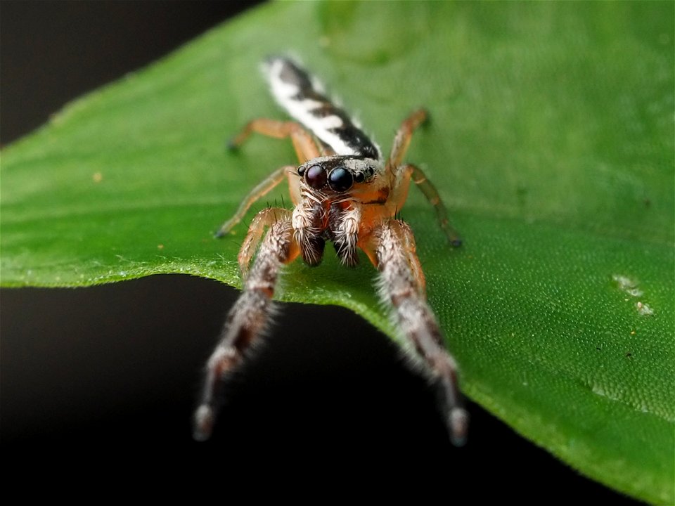 Adult male Marpissa pikei jumping spider in Florida