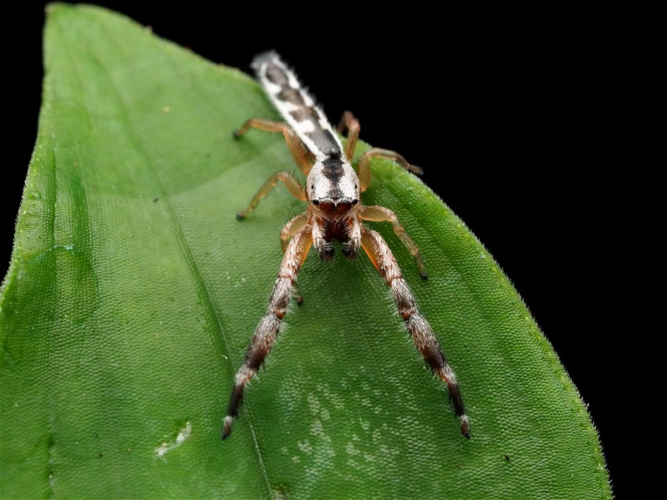 Adult male Marpissa pikei jumping spider in Florida