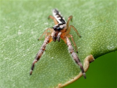 Adult male Marpissa pikei jumping spider in Florida