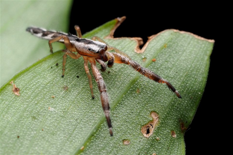 Adult male Marpissa pikei jumping spider in Florida