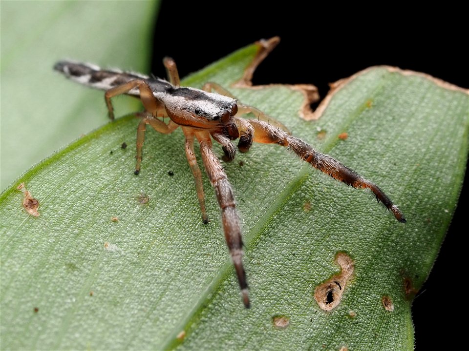 Adult male Marpissa pikei jumping spider in Florida