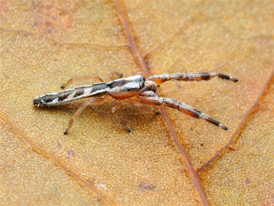 Adult male Marpissa pikei jumping spider in Florida