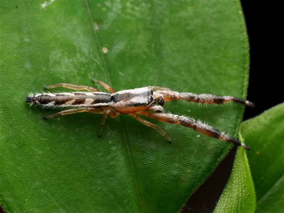 Adult male Marpissa pikei jumping spider in Florida