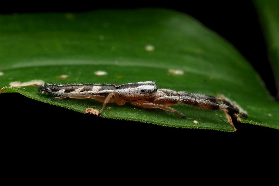 Adult male Marpissa pikei jumping spider in Florida