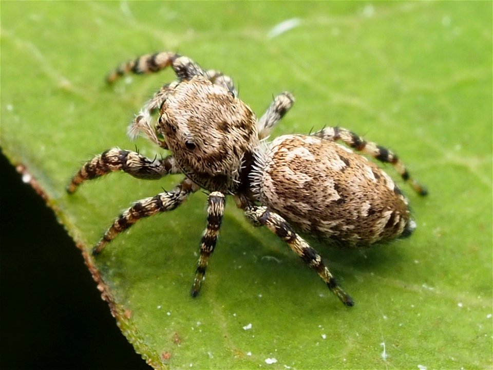 Female Peppered Jumping Spider (Pelegrina galathea)
