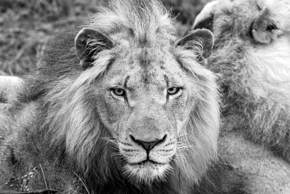 Predator animal animal world