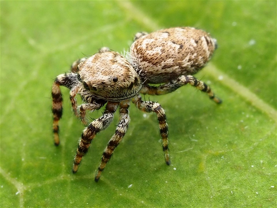 Female Peppered Jumping Spider (Pelegrina galathea)