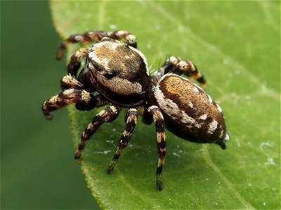 Adult male Peppered Jumping Spider (Pelegrina galathea)