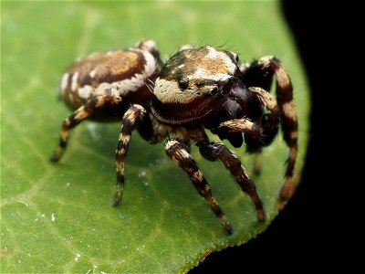 Adult male Peppered Jumping Spider (Pelegrina galathea)