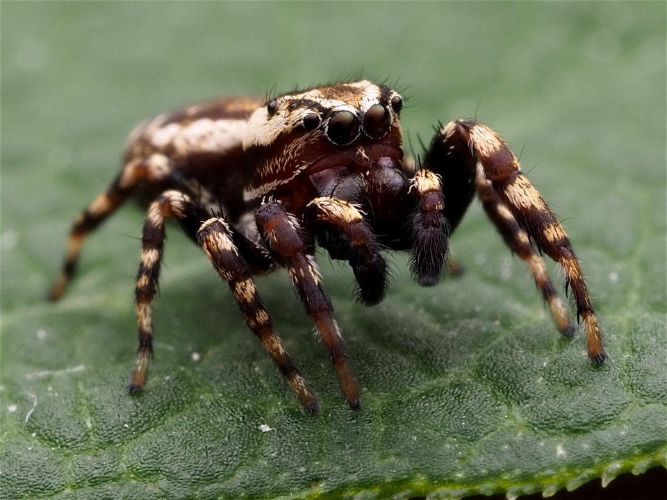 Adult male Peppered Jumping Spider (Pelegrina galathea)