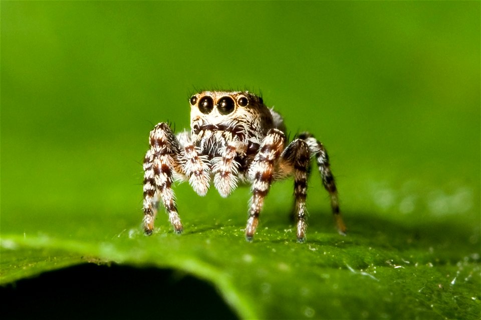 Peppered jumper (Pelegrina galathea) (female) at Shelby Park in Nashville, Tennessee. Body length: 4.5 mm.
