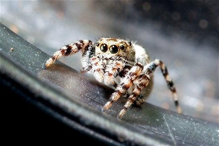 Peppered jumper (Pelegrina galathea) (female) at Shelby Park in Nashville, Tennessee. Body length: 4.5 mm.