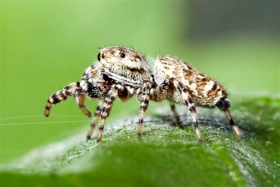 Peppered jumper (Pelegrina galathea) (female) at Shelby Park in Nashville, Tennessee. Body length: 4.5 mm.