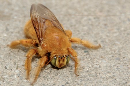 Male carpenter bee (Xylocopa sonorina)