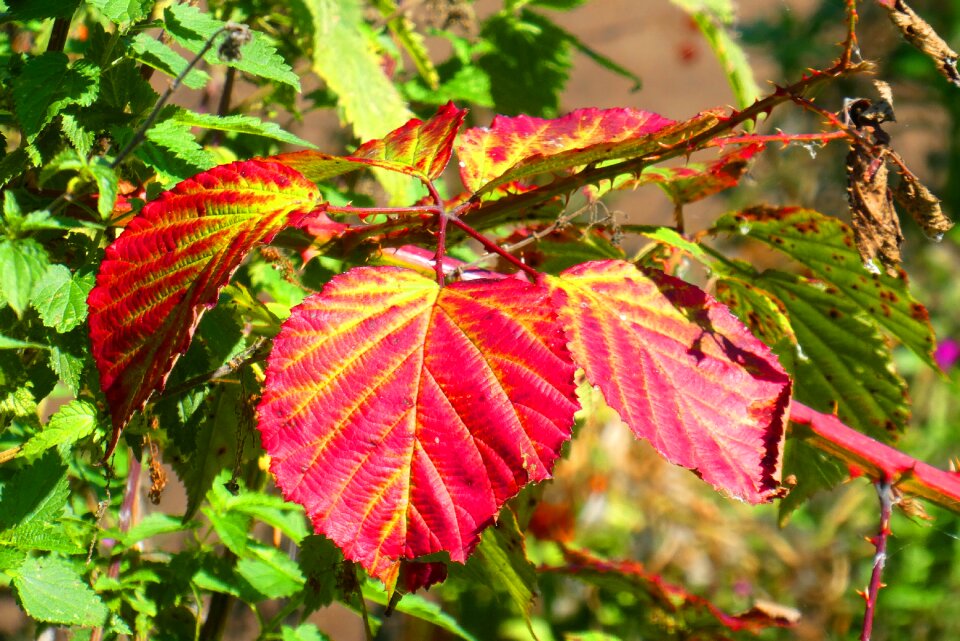 Color nature colorful