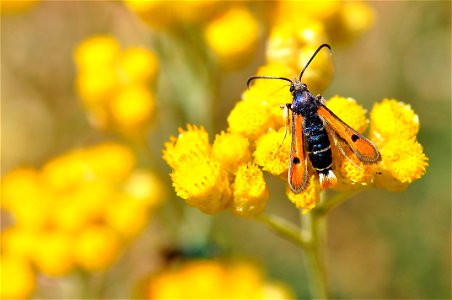 Pyropteron chrysidiforme,  es una polilla de la familia Sesiidae. Se encuentra en Europa, más específicamente en España, Portugal, Mallorca, el sur de Inglaterra, Bélgica, Francia, Córcega, Cerdeña, I
