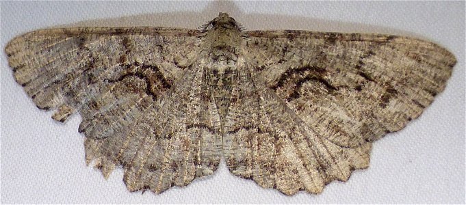 Giant Gray Moth (Cymatophora approximaria). Species of insect.