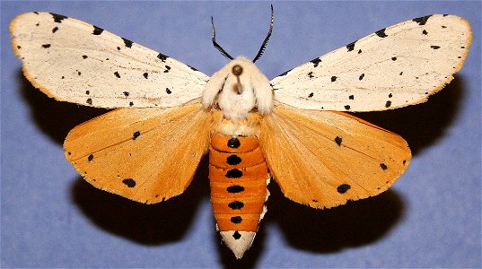Male Salt Marsh Moth (Estigmene acrea) photo