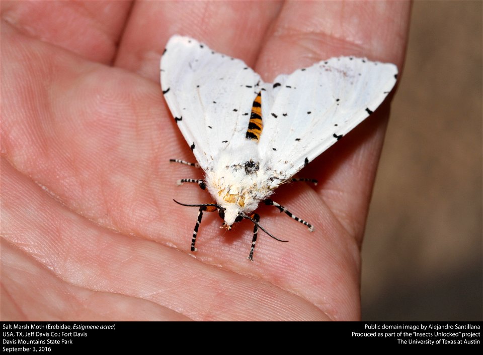 USA, TX, Jeff Davis Co.: Fort Davis
Davis Mountains State Park

03-ix-2016