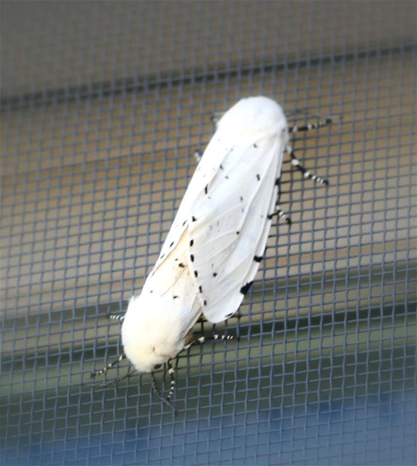 A mating pair of Salt Marsh Moths (Estigmene acrea)