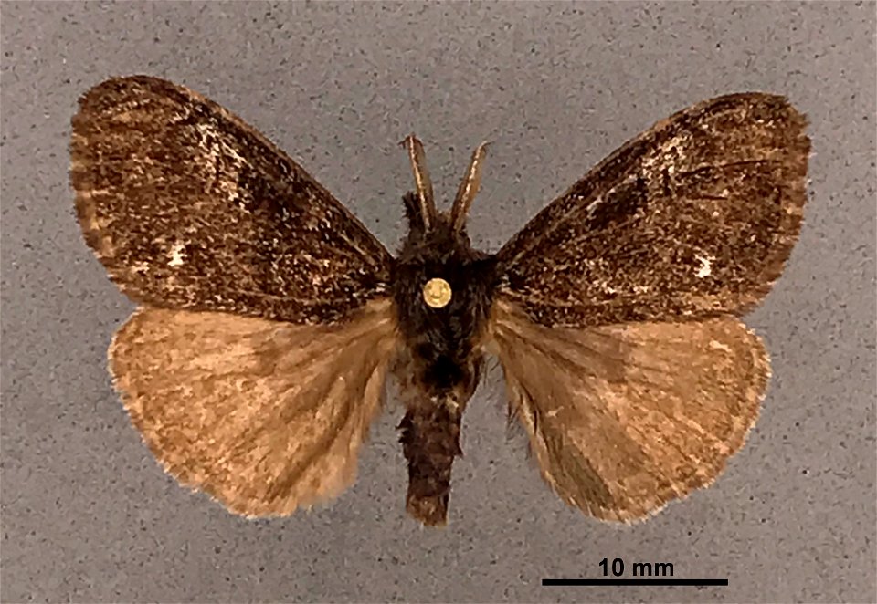 Mississippi Entomological Museum
Catalog #: MEM 304085
Taxon: Dasychira grisefacta subsp. ella Bryk 1934
Family: Erebidae
Determiner: Quinter, E.
Collector: Taylor, R.
Date: 1989-07-25 - 1989-06-08
Ve