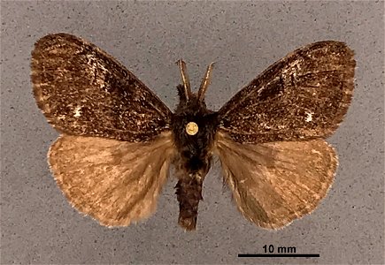 Mississippi Entomological Museum Catalog #: MEM 304085 Taxon: Dasychira grisefacta subsp. ella Bryk 1934 Family: Erebidae Determiner: Quinter, E. Collector: Taylor, R. Date: 1989-07-25 - 1989-06-08 Ve photo