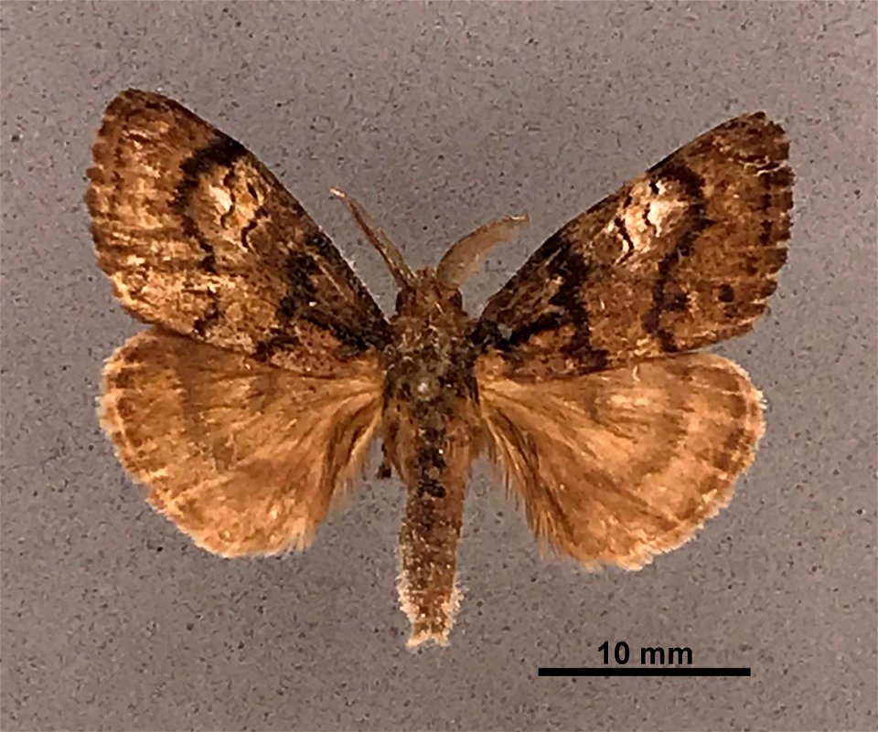 Mississippi Entomological Museum
Catalog #: MEM 304080
Taxon: Dasychira plagiata (Walker)
Family: Erebidae
Determiner: Ferguson, D.C.
Collector:
Date: 1973-07-20 - 1973-06-08
Verbatim Date: 20/Jul/197
