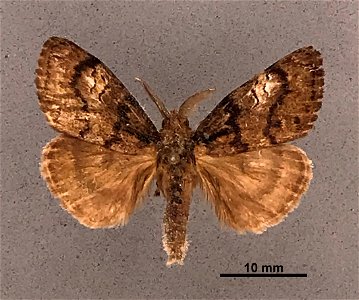 Mississippi Entomological Museum
Catalog #: MEM 304080
Taxon: Dasychira plagiata (Walker)
Family: Erebidae
Determiner: Ferguson, D.C.
Collector:
Date: 1973-07-20 - 1973-06-08
Verbatim Date: 20/Jul/197