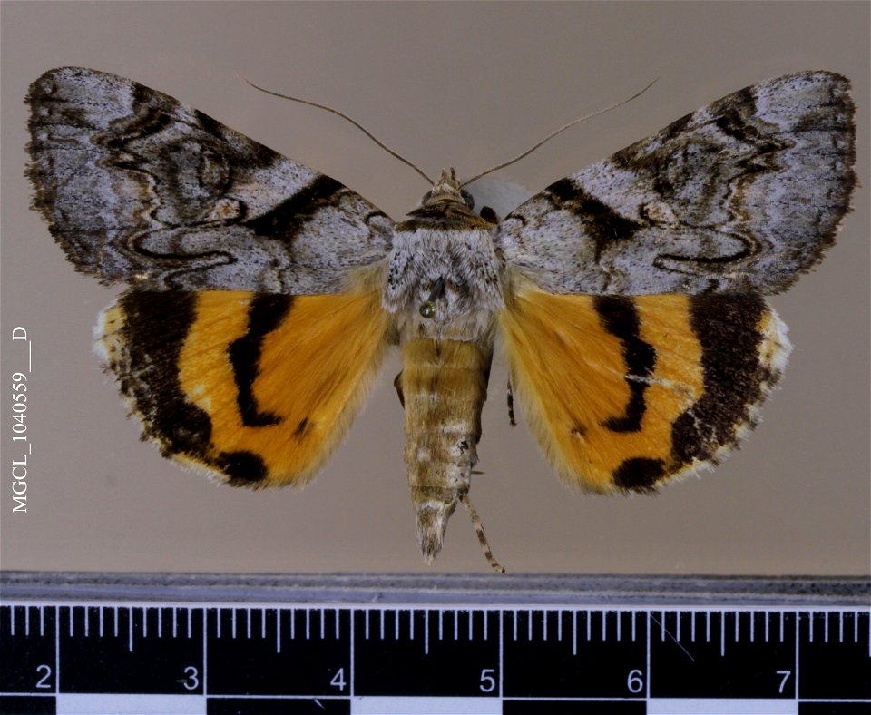 Florida Museum of Natural History, McGuire Center for Lepidoptera and Biodiversity
Catalog #: MGCL_1040559
Taxon: Catocala amestris Strecker, 1874 (dorsal)
Family: Erebidae

Locality: United States, T