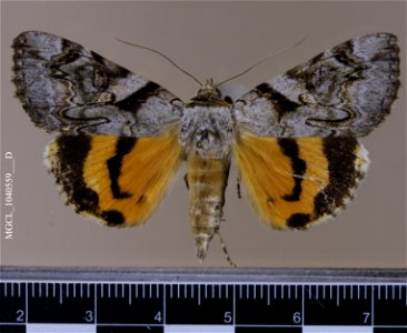 Florida Museum of Natural History, McGuire Center for Lepidoptera and Biodiversity
Catalog #: MGCL_1040559
Taxon: Catocala amestris Strecker, 1874 (dorsal)
Family: Erebidae

Locality: United States, T