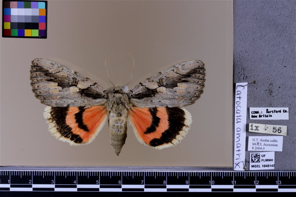 Florida Museum of Natural History, McGuire Center for Lepidoptera and Biodiversity
Catalog #: MGCL_1040142
Taxon: Catocala amatrix (Hübner, [1813]) (dorsal)

Family: Erebidae