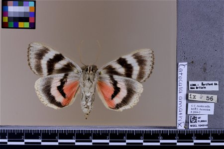 Florida Museum of Natural History, McGuire Center for Lepidoptera and Biodiversity
Catalog #: MGCL_1040142
Taxon: Catocala amatrix (Hübner, [1813]) (ventral)

Family: Erebidae