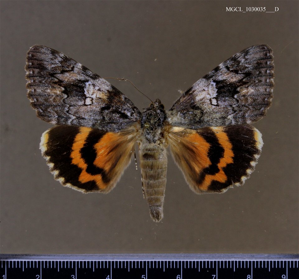 Florida Museum of Natural History, McGuire Center for Lepidoptera and Biodiversity
Catalog #: MGCL_1030035
Taxon: Catocala ilia (Cramer, 1776) (dorsal)
Family: Erebidae
Collector: Kral, T
Date: 1981-0