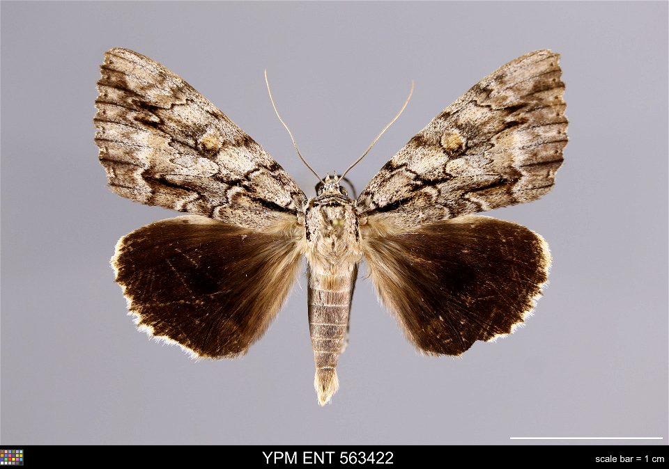 Yale Peabody Museum, Entomology Division Catalog #: YPM ENT 563422 Taxon: Catocala retecta Grote (dorsal) Family: Erebidae Taxon Remarks: Animals and Plants: Invertebrates - Insects Collector: Lawrenc photo